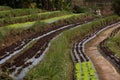 Lettuce planted in rows on a terraced hill