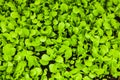 Lettuce plants growing in an sustainable garden