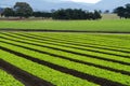 Lettuce plants in rows in farm field