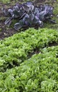 Lettuce and red cabbage Royalty Free Stock Photo