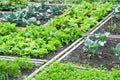 Lettuce and red cabbage on a patch Royalty Free Stock Photo