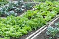 Lettuce and red cabbage on a patch Royalty Free Stock Photo