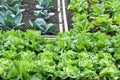 Lettuce and red cabbage on a patch Royalty Free Stock Photo