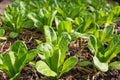 Lettuce and red cabbage plants on a vegetable garden ground Royalty Free Stock Photo