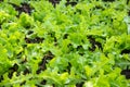 Lettuce and red cabbage plants on a vegetable garden ground Royalty Free Stock Photo