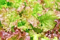 Lettuce red-green texture Royalty Free Stock Photo