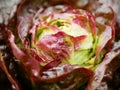 Lettuce red Romaine close-up cos Rossa harvest butterhead food Verona market shop supermarket green box red Lactuca