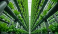 Lettuce ripe bushes close up photo in modern Hydroponics Horticu