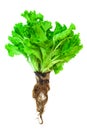 Lettuce with the root Royalty Free Stock Photo