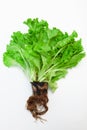 Lettuce with the root on white background Royalty Free Stock Photo