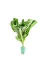 Lettuce with roots Isolated on white background Farmers operate a hydroponic vegetable growing business, fresh, clean, delicious