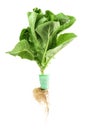 Lettuce with roots Isolated on white background Farmers operate a hydroponic vegetable growing business, fresh, clean, delicious