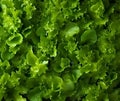 Lettuce salad backgrounds