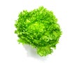 Lettuce salad fragmen Royalty Free Stock Photo