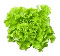 Lettuce Salad Head Isolated on White Background Royalty Free Stock Photo