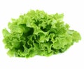 Lettuce salad isolated