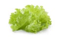 Lettuce salad isolated on white background