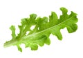Lettuce salad leaf isolated Royalty Free Stock Photo
