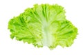 Lettuce. Salad leaf isolated on white background with clipping path Royalty Free Stock Photo