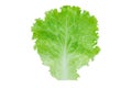 Lettuce. Salad leaf isolated on white background with clipping path Royalty Free Stock Photo