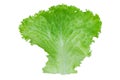 Lettuce. Salad leaf isolated on white background with clipping path Royalty Free Stock Photo