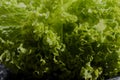 Lettuce salad leaves foliage green background natural garden fresh greens Royalty Free Stock Photo