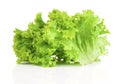 Lettuce. Salad leaves