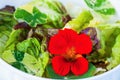 Lettuce salad with nasturtium flower and leaf, closeup.