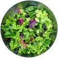 Lettuce salad Royalty Free Stock Photo