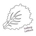 Lettuce and salad outline vector of icon.Outline vector illustration leaf of lettuce. Isolated illustration leaf of Royalty Free Stock Photo