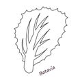 Lettuce and salad outline vector of icon.Outline vector illustration leaf of lettuce. Isolated illustration leaf of Royalty Free Stock Photo