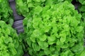 Lettuce salad plantation, organic vegetable.