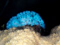 Lettuce sea slug, Elysia crispata. Bonaire. Caribbean Diving holiday Royalty Free Stock Photo