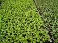 Lettuce seedlings