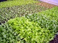 Lettuce seedlings