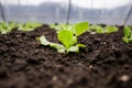 Lettuce seedlings closeup