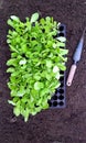 Lettuce Seedlings and dibber