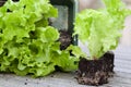 Lettuce seedlings with earth