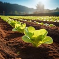 Lettuce seedlings emerging in a protected agricultural space Royalty Free Stock Photo