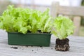 Lettuce seedlings on a garden table
