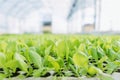 Lettuce seedlings, Green lettuce plants vegetable background. Lettuce farm