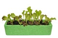 Lettuce Seedlings