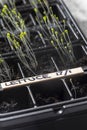 Lettuce seedlings in plastic seed trays labelled with date.