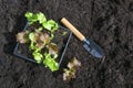 Lettuce seedlings and a small shovel on the dark fertile compost soil, ready for planting in the vegetable garden for the kitchen Royalty Free Stock Photo