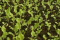 lettuce seeds with young, ripe leaves that are so refreshing are taken from a short distance