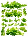 Lettuce set isolated