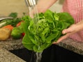 Lettuce showering