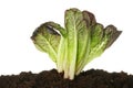 Lettuce in soil Royalty Free Stock Photo