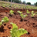 lettuce in soil, agriculture Royalty Free Stock Photo