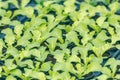 Lettuce Sprouts. Green Young Lettuce Plants. Lettuce seedlings. Royalty Free Stock Photo